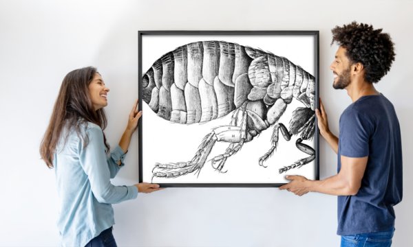 Robert Hooke