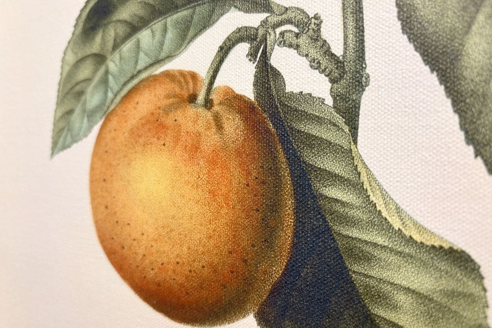 Bitter apelsin (Citrus aurantium) med violett frukt av Pierre Joseph Redoute (1759-1840) - Pierre-Joseph Redouté