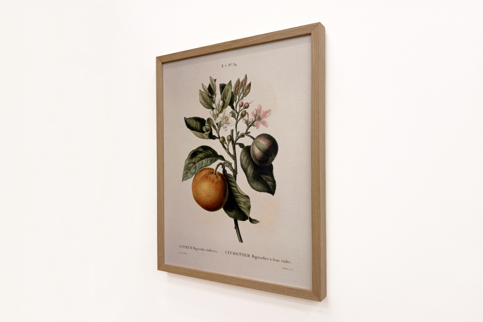 Bitter apelsin (Citrus aurantium) med violett frukt av Pierre Joseph Redoute (1759-1840) - Pierre-Joseph Redouté