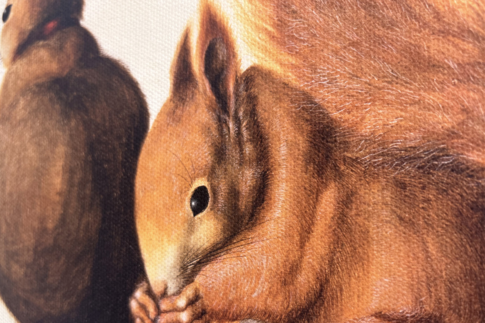 Ekorrar, 1512 (tempera på pergament) - Albrecht Dürer