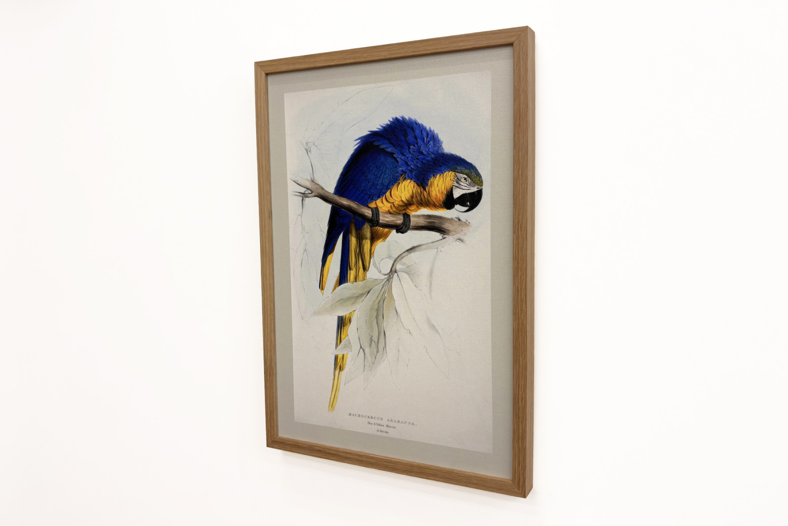 Ara ararauna  - Edward Lear