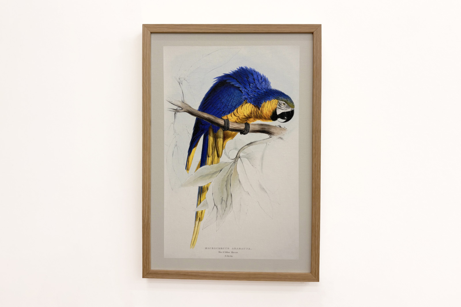 Ara ararauna  - Edward Lear