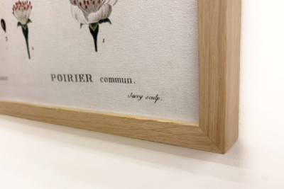 Poirier - i "" New Duhamel du Monceau eller avhandling om träd och buskar som odlar i Frankrike"", figurer enligt ritningarna av P.J. Redoute och P. Bessa, Paris