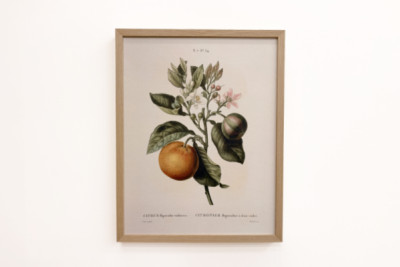Bitter apelsin (Citrus aurantium) med violett frukt av Pierre Joseph Redoute (1759-1840)