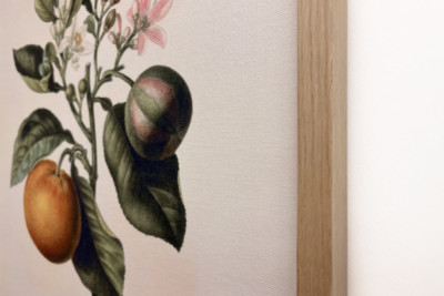 Bitter apelsin (Citrus aurantium) med violett frukt av Pierre Joseph Redoute (1759-1840)