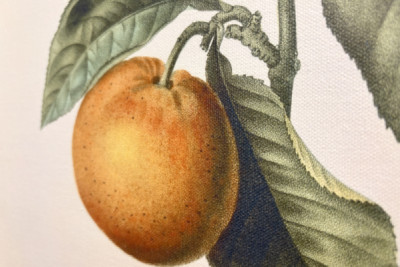 Bitter apelsin (Citrus aurantium) med violett frukt av Pierre Joseph Redoute (1759-1840)