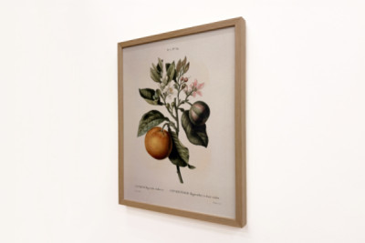 Bitter apelsin (Citrus aurantium) med violett frukt av Pierre Joseph Redoute (1759-1840)