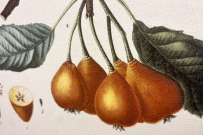 Poirier de Pollviller - i "" New Duhamel du Monceau eller avhandling om träd och buskar som odlas i Frankrike"", figurer enligt ritningarna av P.J. Redoute och P. Bessa, Paris