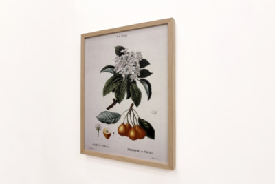 Poirier de Pollviller - i "" New Duhamel du Monceau eller avhandling om träd och buskar som odlas i Frankrike"", figurer enligt ritningarna av P.J. Redoute och P. Bessa, Paris