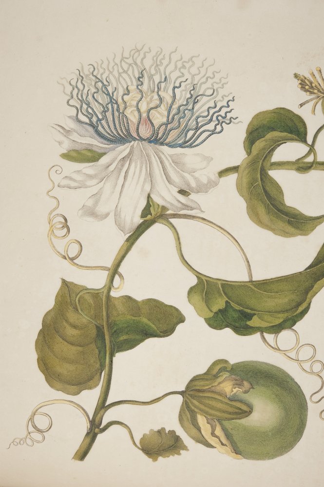 Detalj av plattan XXI från Metamorphosis Insectorum Surinamensium av Maria Sibylla Merian, 1705 av Unknown