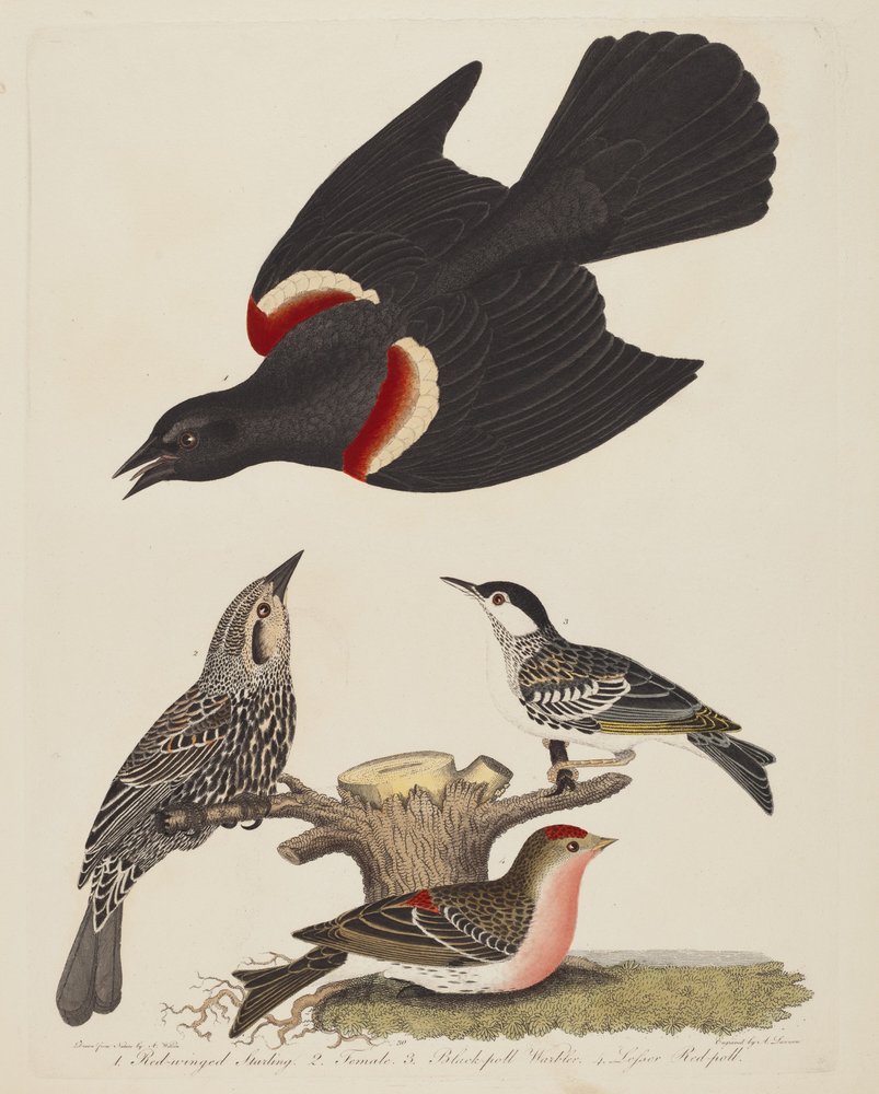 Rödvingad stare, hona av rödvingad stare, svarthättad skogssångare och mindre..., utgiven 1808-1814. av Alexander Lawson