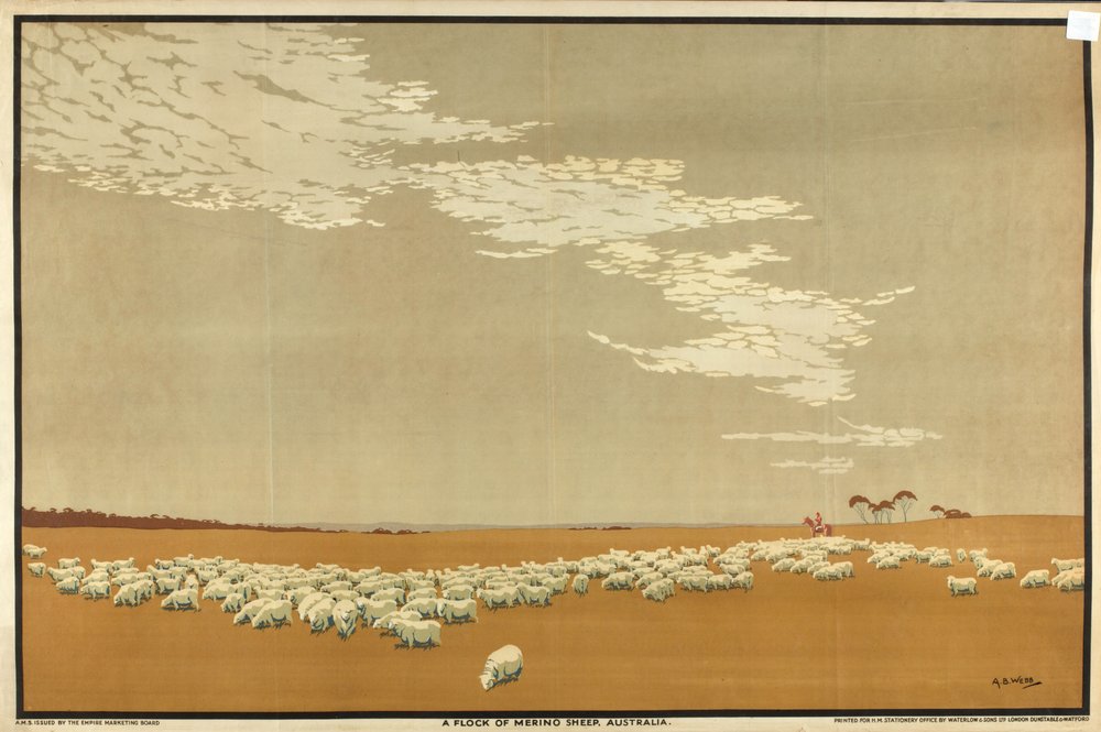 A Flock of Merino Sheep - Australien, från serien 