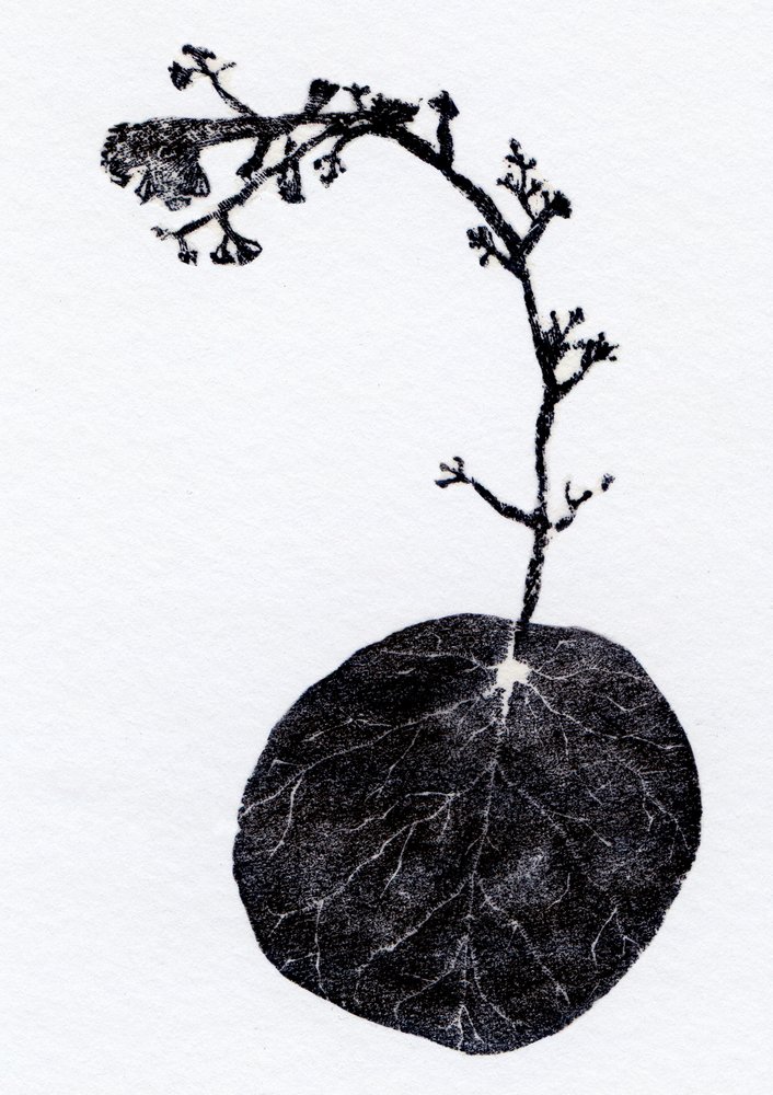 Lichen Leaf, 2014 (Trägravyr, collage på papper) av Bella Larsson
