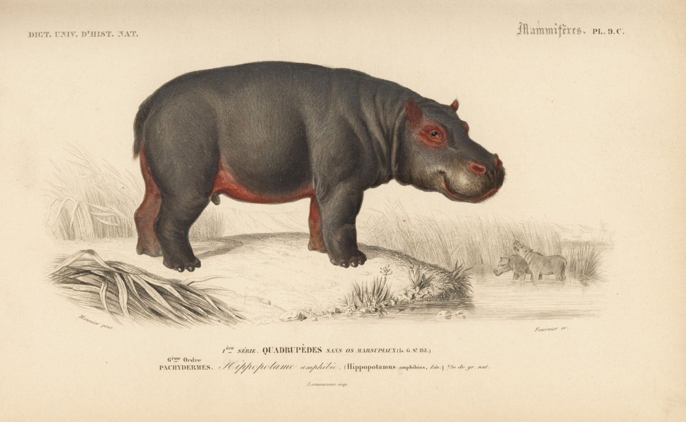 Hippopotamus, från "Dictionnaire Universel d