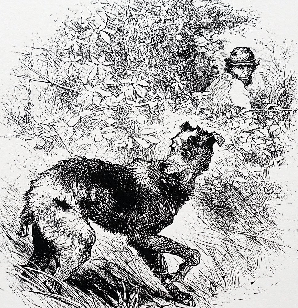En tjuvjägare med sin lurcher av Charles Whymper