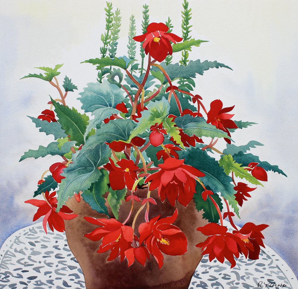 Begonia (akvarell på papper) av Christopher Ryland