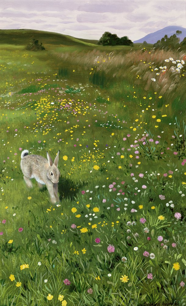 Hare i vårblommor av Douglas Anderson