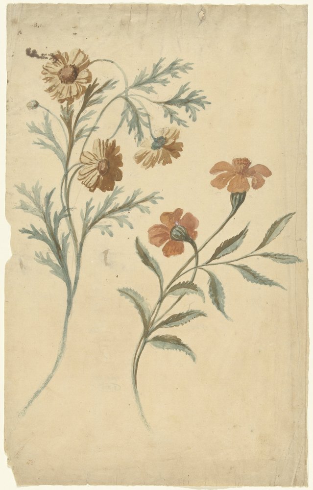 Blomstudie av en röd och en brun blomma av Elias van Nijmegen