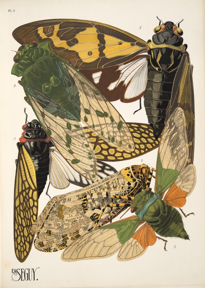 Tallrik 2 från Insectes, pub. 1930-tal (pochoirtryck) av Émile-Allain Séguy