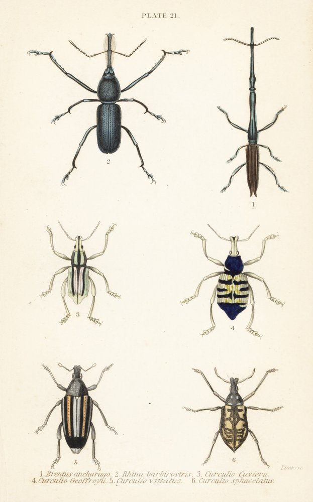 Vivlar: Brentus ancharago 1, Rhina barbirostris 2, Curculio cuviera 3, Eupholus geoffroyi 4, Larinus björn 5 och Curculio sphacelatus 6 av English School