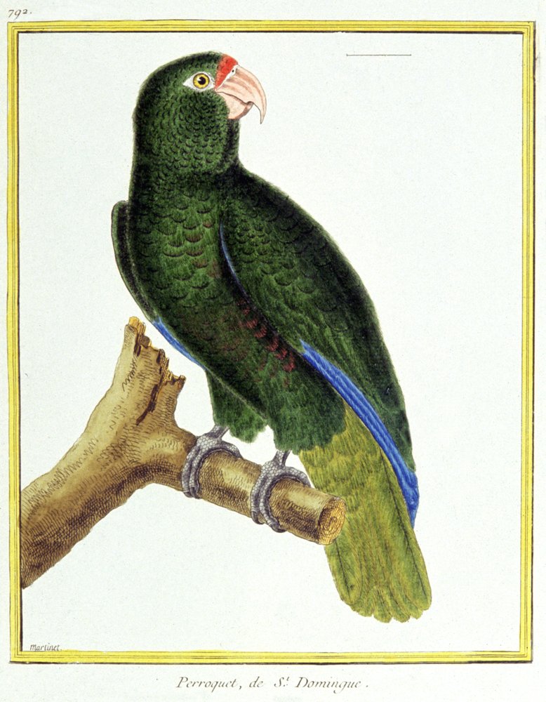Vetenskap. zoologi. Papegoja från Santo Domingo. Gravyr av Francois Nicolas Martinet i: Fåglarnas naturhistoria, av Georges Louis Leclerc de Buffon, Frankrike, c.1777 (färgstick) av Francois Nicolas Martinet