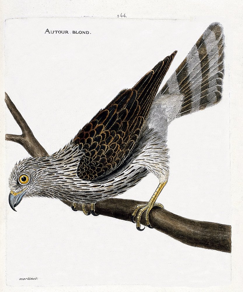 Zoologiskt diagram (ornitologi): runt blond (runt hökar eller accipiter gentilis) på en gren. Illustration i "Fåglarnas historia, målade i deras utseende och känsliga aspekter" av Francois Nicolas Martinet (1731-1800). Privat samling. av Francois Nicolas Martinet