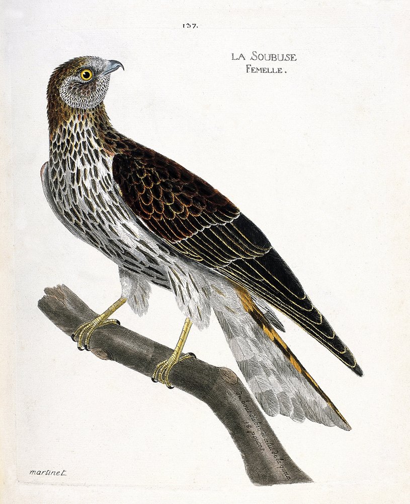 Zoologiskt diagram (ornitologi): kvinnlig soubuse (busard saint martin eller cirkus cyaneus) på en gren. Illustration i "Fåglarnas historia, målade i deras utseende och känsliga aspekter" av Francois Nicolas Martinet (1731-1800). Privat samling. av Francois Nicolas Martinet