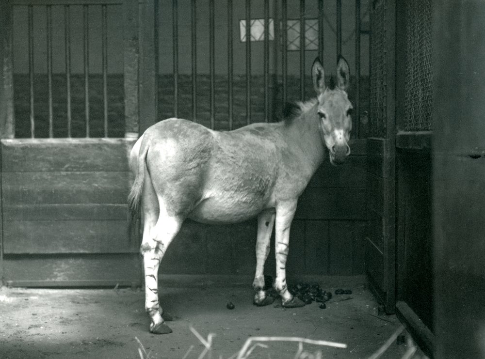 En somalisk vildröv på London Zoo, 1915. Somali Wild Ass är en utrotningshotad underart av African Wild Ass. av Frederick William Bond