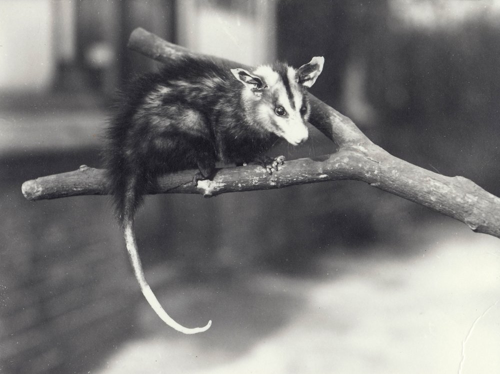 Vitörad opossum på en gren i London Zoo, december 1918 av Frederick William Bond