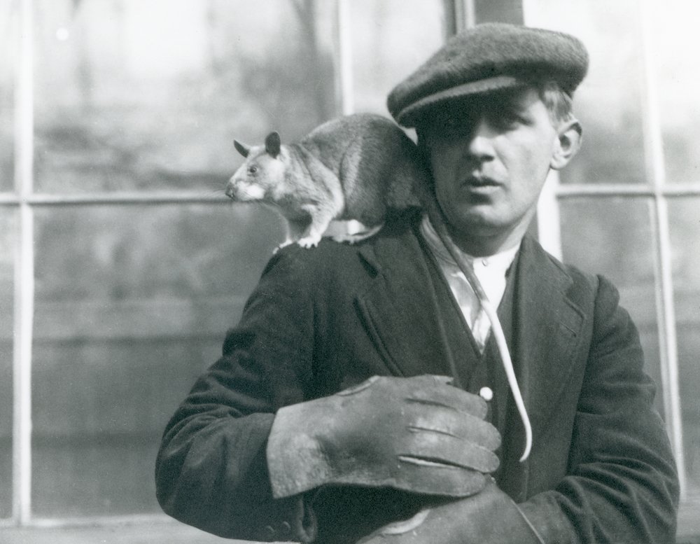 En madagaskisk jätteråtta sitter på sin djurskötares axel, London Zoo, 1924 av Frederick William Bond