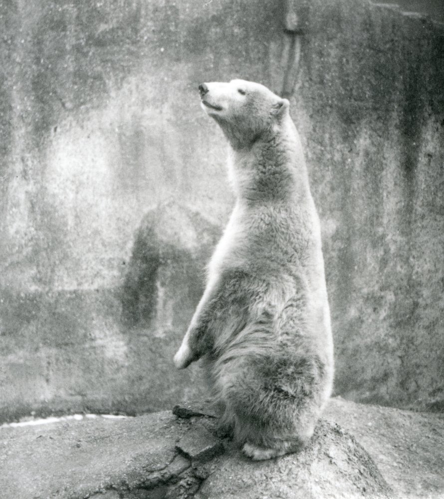 En isbjörn sitter på huk på London Zoo 1929 (s/v foto) av Frederick William Bond