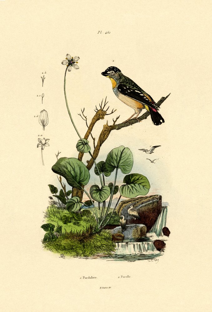 Fläckig Pardalote, 1833-39 av French School