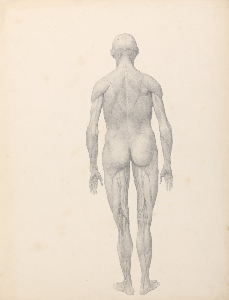 En jämförande anatomisk framställning av människokroppens struktur med tigerns och den vanliga fågelns:  Människofigur, bakifrån, delvis dissekerad (Färdig studie för tabell XII) av George Stubbs