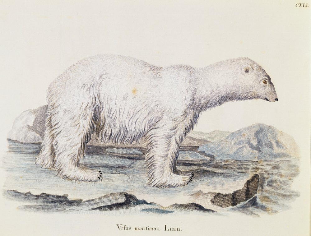 Isbjörn (Ursus maritimus), från Däggdjur illustrerad från Nature med beskrivningar, av Johann Christian Daniel von Schreber (1739-1810), gravyr av IC Bock efter teckning av Marechal, volym 3, tabell 141, Tyskland av German School