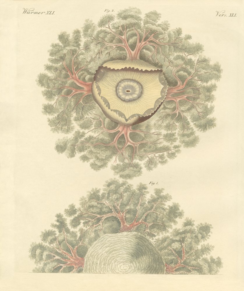 Konstiga maskar (färgad gravyr) av German School