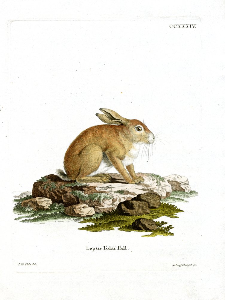 Tolai Hare (färgad gravyr) av German School