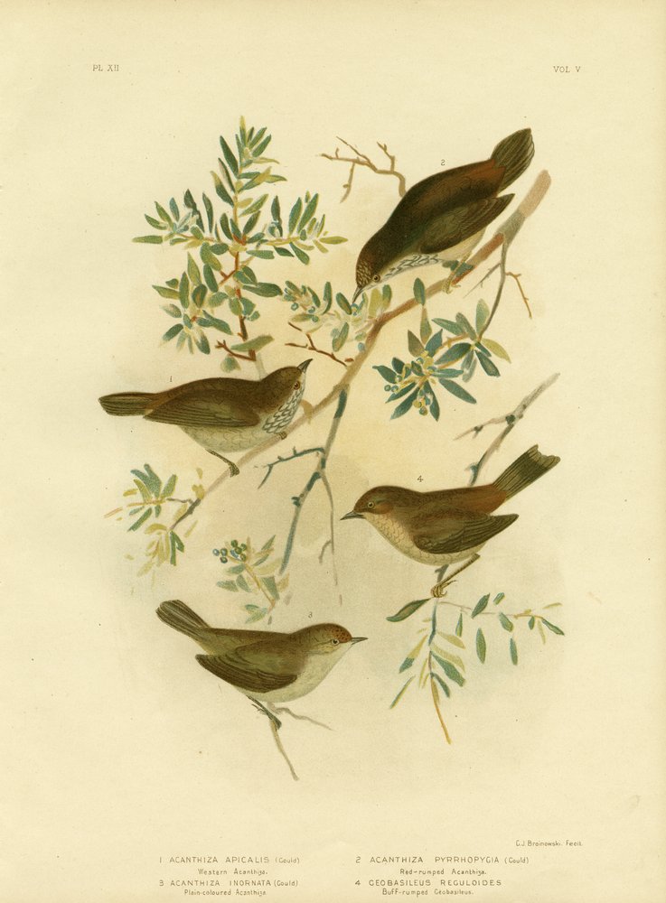 Inlandstaggnäbb eller bredstjärtad törnfågel, 1891 av Gracius Broinowski