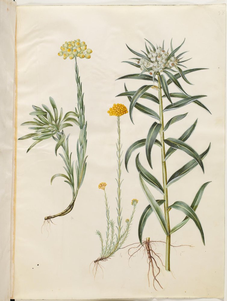 Helichrysum orientale (buske evig); Helichrysum Stoechas (stinkande evig blomma); Anaphalis margaritacea (vanlig pärlkorg) av Hans Simon Holtzbecker