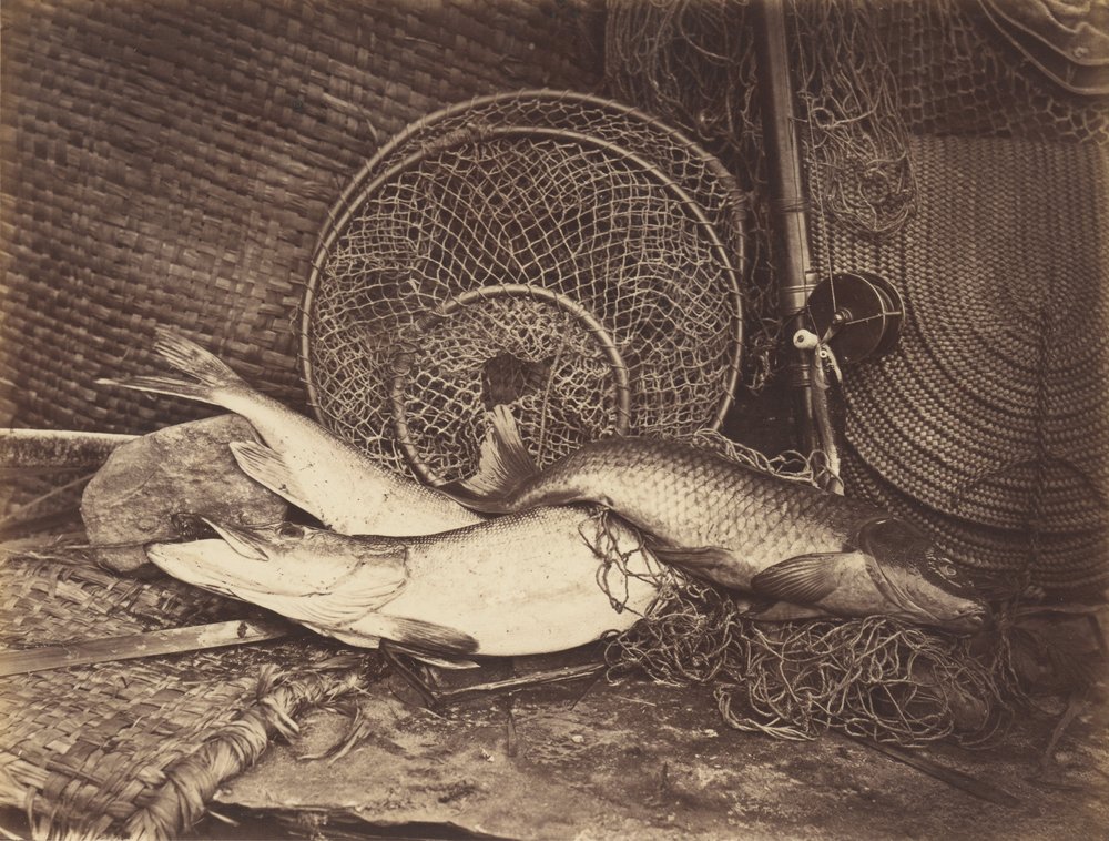 Stilleben med karp och gädda av Henry Bailey
