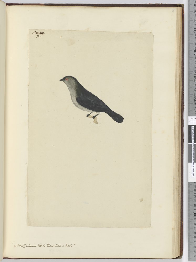 F.30 En nyzeeländsk fågel tam som en rödhake, 1772-75 (wc) av Isaac Smith