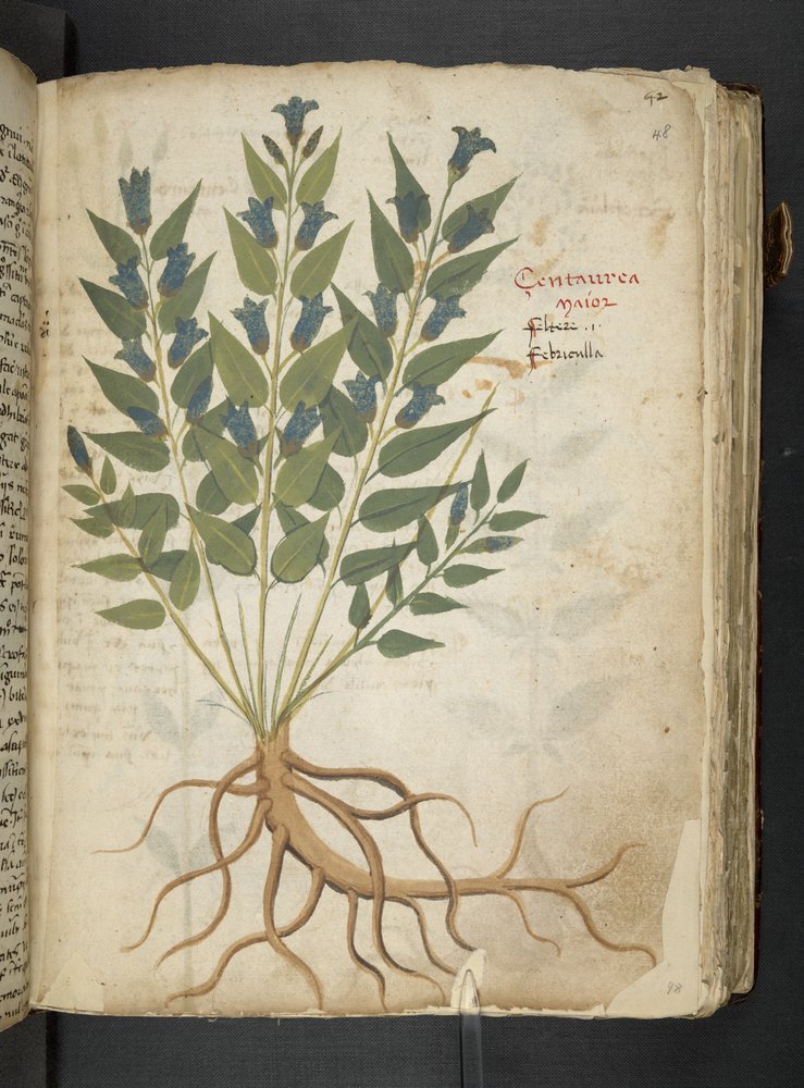 Lägg till MS 41623 'A herbal', Belluno (bläck & färg på veläng) av Italian School