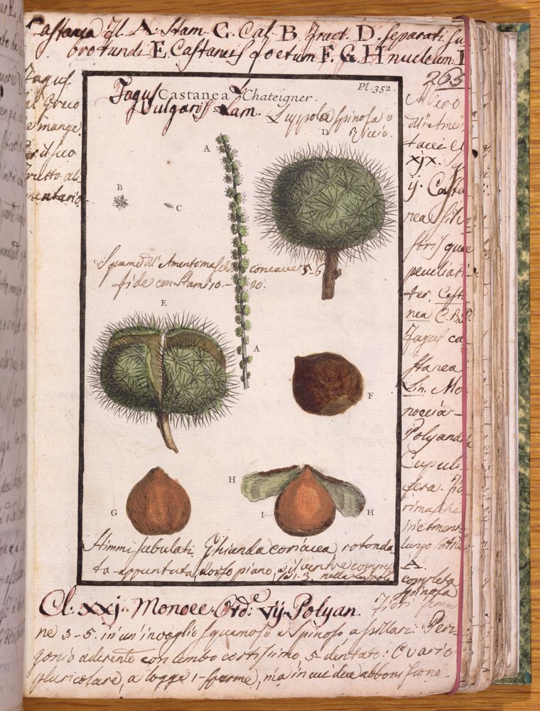 Ms 115 Chestnut, från Dizionario di Botanica (penna & bläck och wc på papper) av Italian School