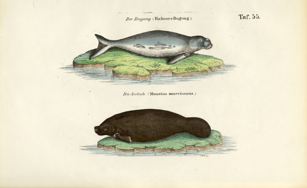 Dugong och manatee av J. W. Tenhaeff