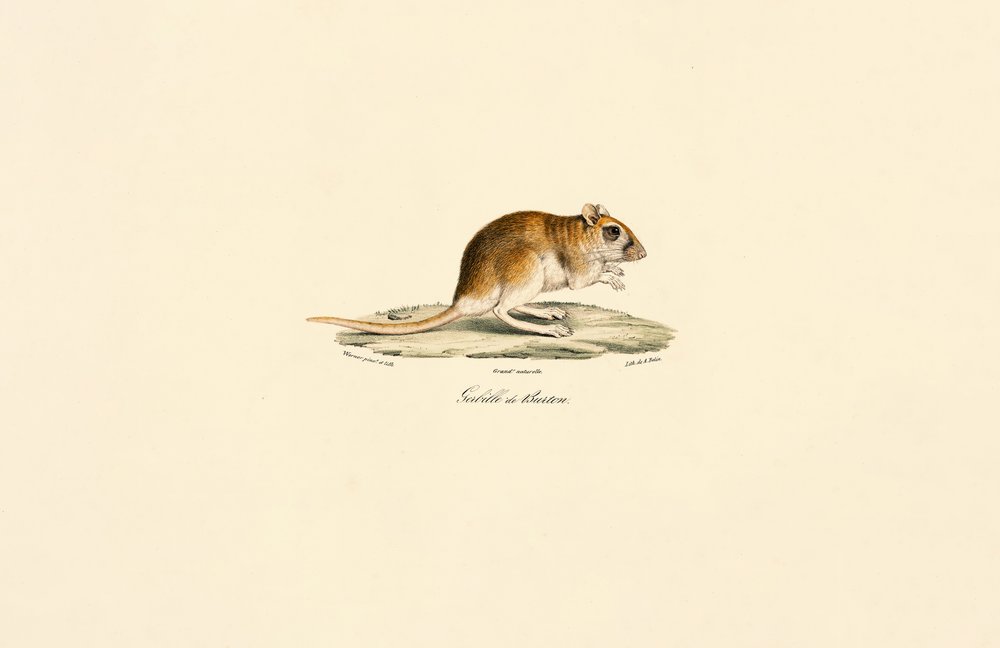 Busksvansad ökenråtta av Jacques Christophe Werner