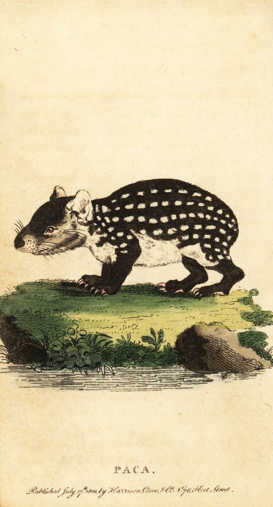 Lowland paca eller fläckig paca, Cuniculus paca., 1800 (gravyr) av Jacques de Seve