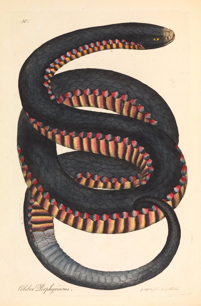 Crimson-sidig orm, Coluber porphyriacus av James Sowerby