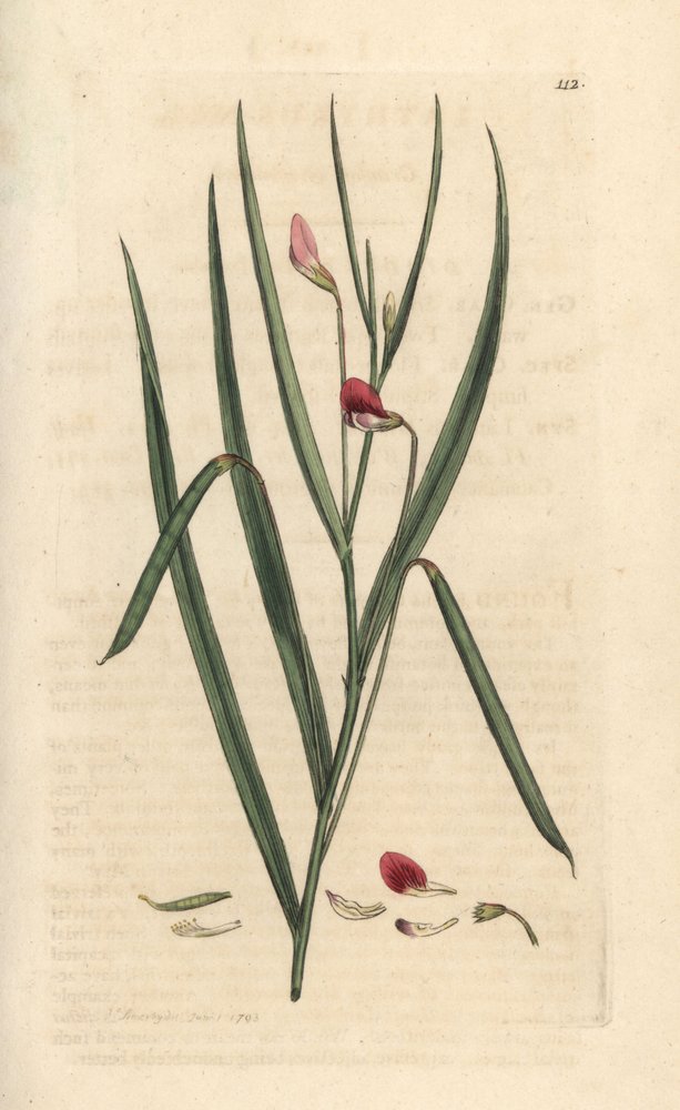 Crimson gräsvetch, Lathyrus nissolia. Handkolorerad kopparstick efter en illustration av James Sowerby från James Smith