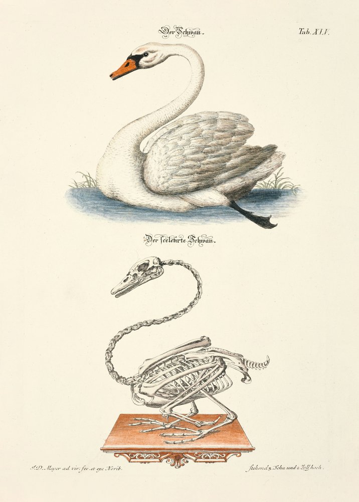 Svanen och dess skelett av Johann Daniel Meyer