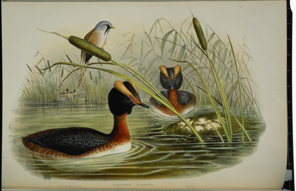Horndopping (Podiceps Auritus) (handfärgad litho) av John (after) Gould