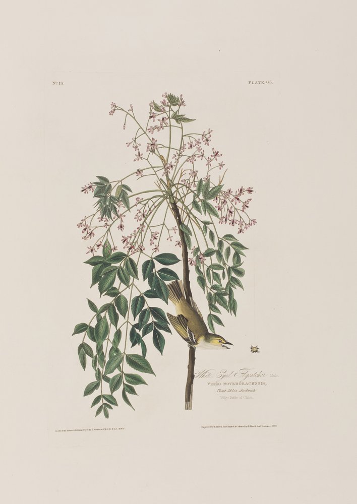 Illustration från "Birds of America" av John James Audubon